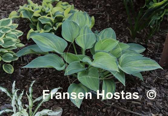 Hosta Kiwi Blue Flash